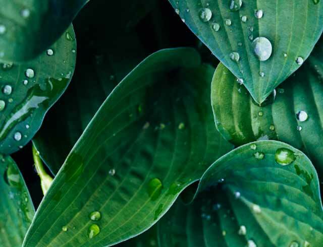 leaves with raindrops